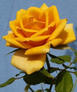 Alternative view of Hoa hồng Pine Dream rose màu vàng đồng sang chảnh