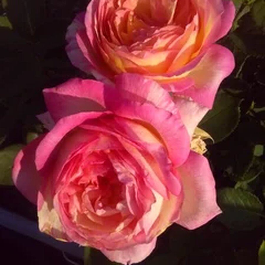 Hoa hồng Pháp Marc Chall rose - Ảnh 7