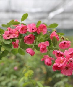 Hồng leo cánh đơn Angela – Loài hồng mini sai hoa nổi tiếng