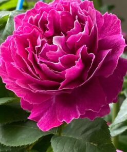 Hoa hồng Ramukan rose