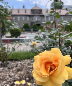 Hoa hồng Pine Dream rose màu vàng đồng sang chảnh