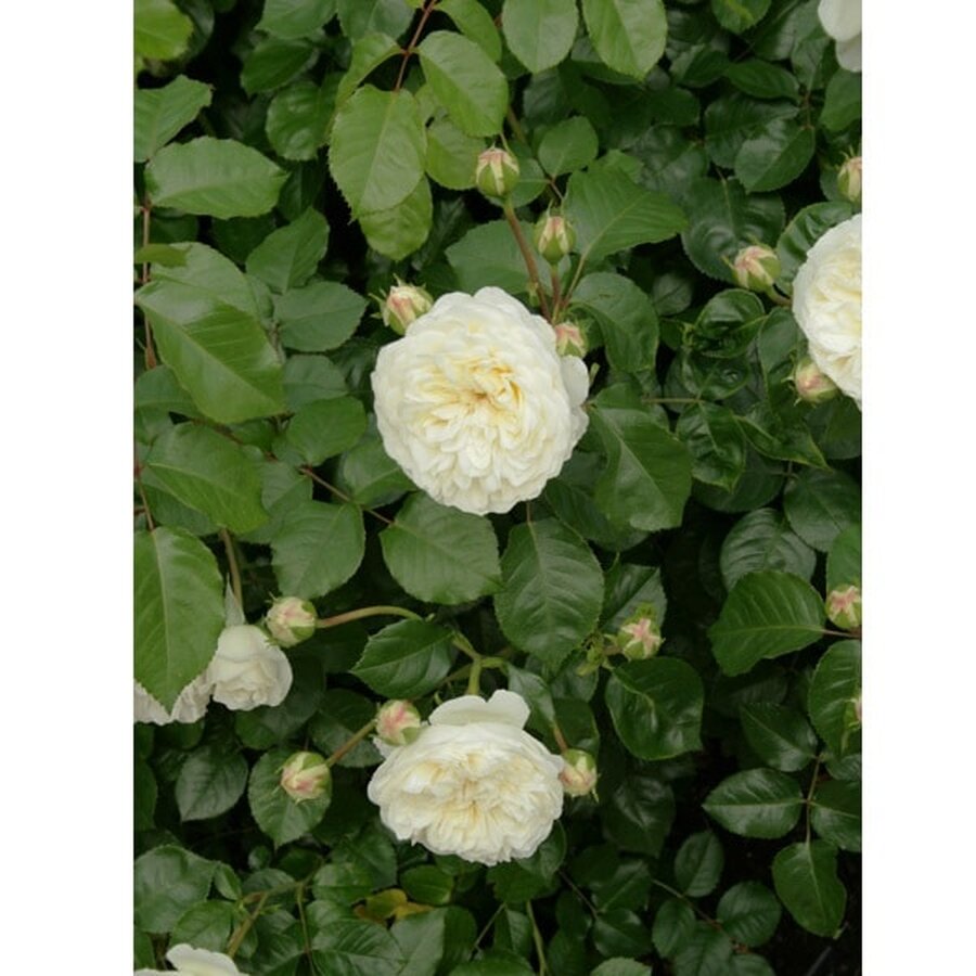 Hoa hồng Tranquillity rose - Ảnh 6