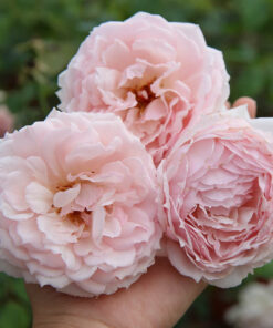 Hồng The Wedgwood Rose