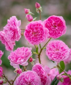 Hoa hồng Harlow Carr