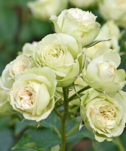 Alternative view of Hoa hồng xanh Green Romantica