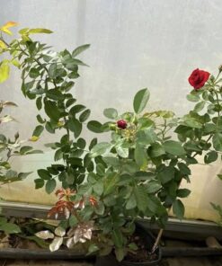 Alternative view of Hoa hồng Red Riding Hood – Hoa chùm cực sai nụ