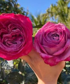 Alternative view of Hoa hồng Purple Ice Cream rose