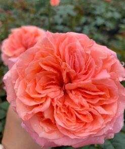 Hoa hồng ngoại Yves London rose