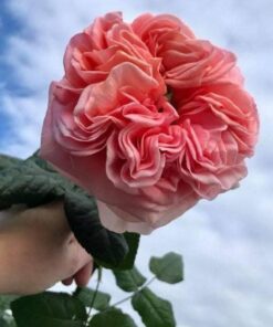 Alternative view of Hoa hồng ngoại Yves London rose
