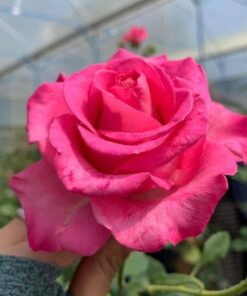 Hoa hồng ngoại Pink peace – Loài hồng chịu nóng rất tốt