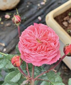 Hoa hồng ngoại Flamingo rose