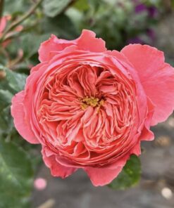 Alternative view of Hoa hồng ngoại Flamingo rose