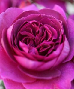 Hoa hồng Purple Ice Cream rose