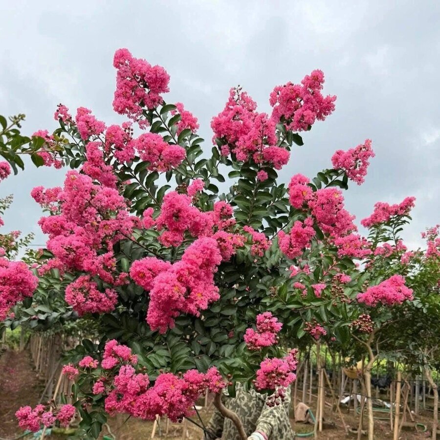 Hoa Hồng Tường Vy - Ảnh 4