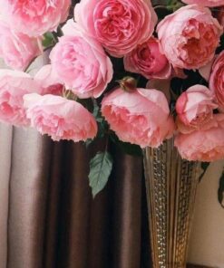 Hồng The Wedgwood Rose