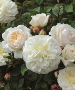 Hoa hồng Tranquillity rose
