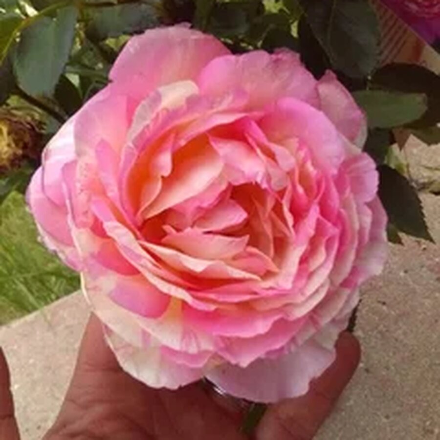 Hoa hồng Pháp Marc Chall rose - Ảnh 8