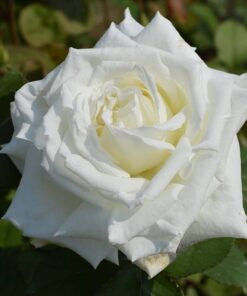 Hoa hồng trắng Pope John Paul rose