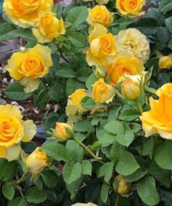 Alternative view of Hoa hồng vàng Shell rose