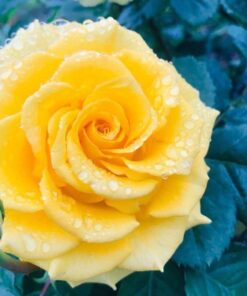 Hoa hồng vàng Shell rose