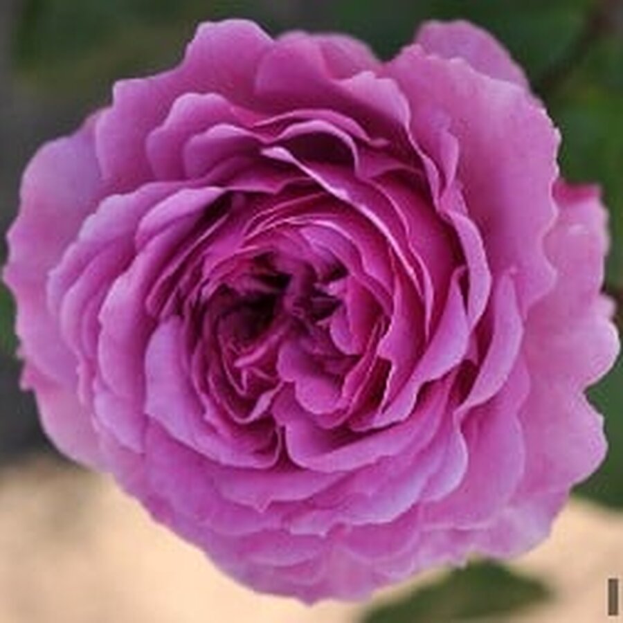 Hoa hồng Purple Ice Cream rose - Ảnh 8