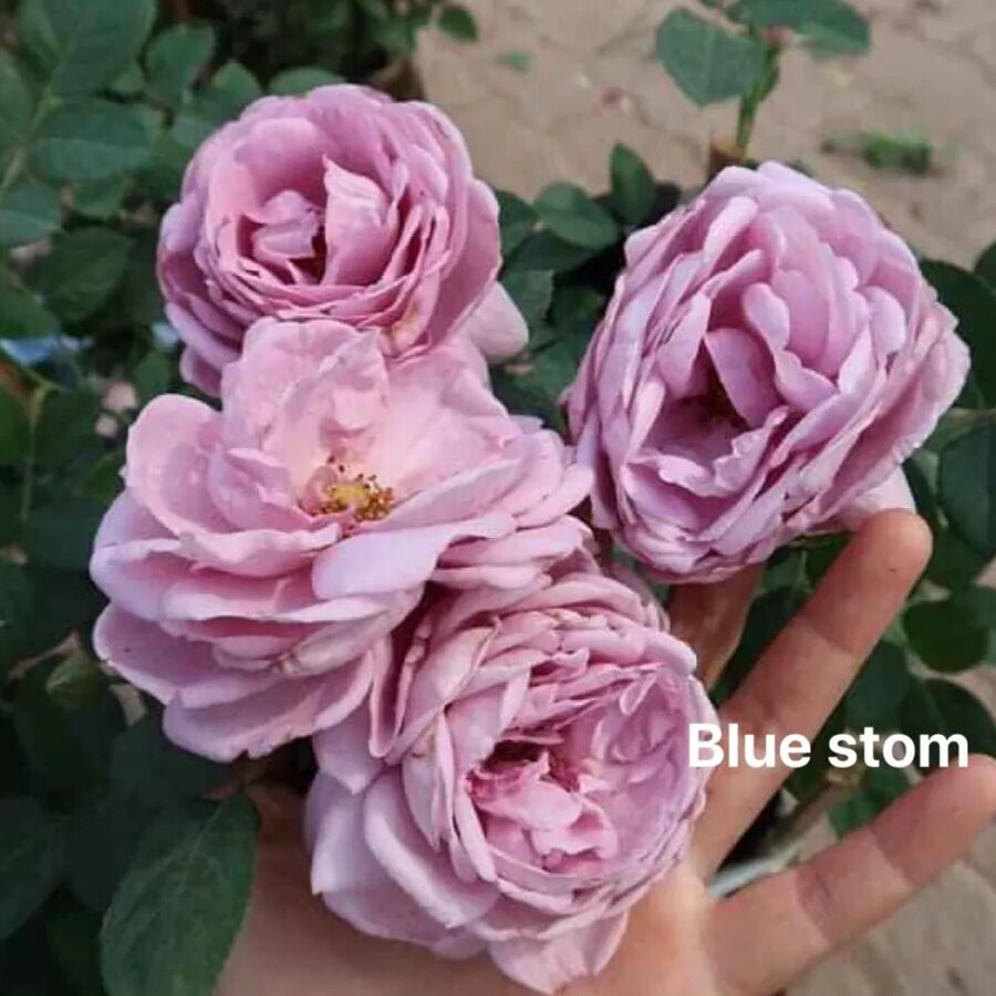Hoa hồng cổ Quế - Ảnh 9