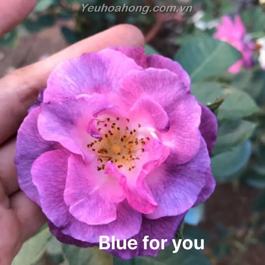 Hoa hồng cổ Quế - Ảnh 10
