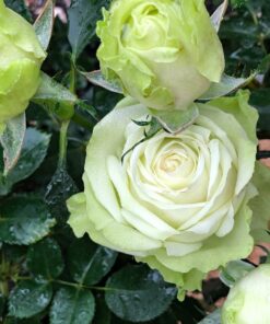 Hoa hồng xanh Green Romantica
