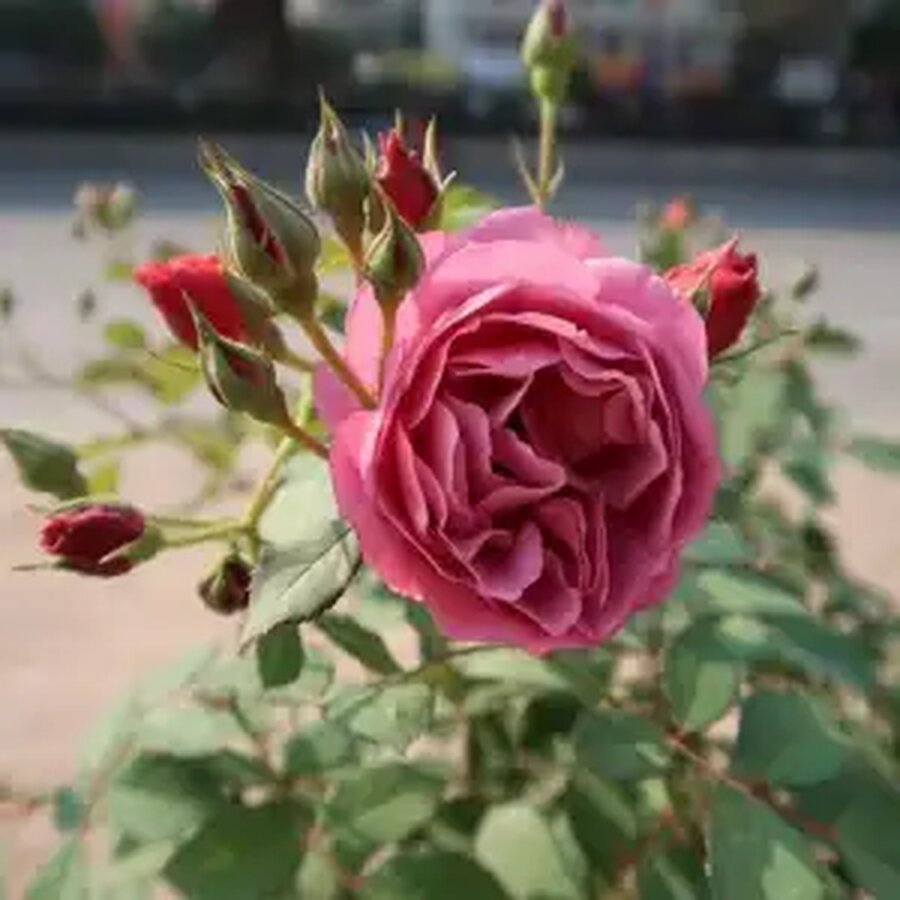 Hoa hồng ngoại Pink peace – Loài hồng chịu nóng rất tốt - Ảnh 8
