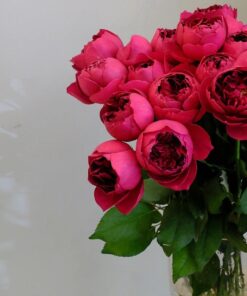 Autumn Rouge bông hồng Nhật có mùi thơm mạnh mẽ nhất
