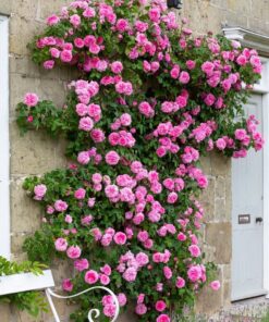 Hoa hồng Gertrude Jekyll