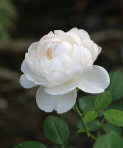 Glamis Castle rose cô nàng hồng trắng David Austin đầy đống danh
