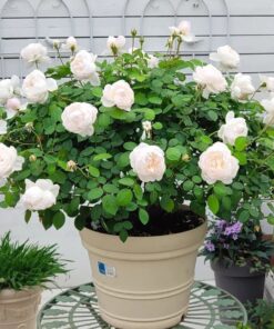 Alternative view of Glamis Castle rose cô nàng hồng trắng David Austin đầy đống danh