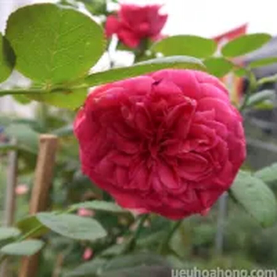Hoa hồng ngoại Pink peace – Loài hồng chịu nóng rất tốt - Ảnh 9