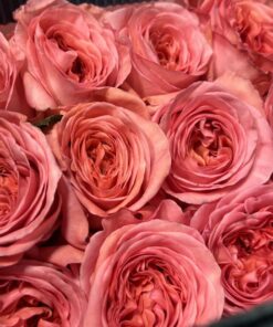 Hoa hồng ngoại Eye London rose