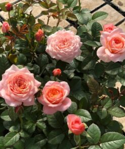 Alternative view of Hoa hồng ngoại Eye London rose