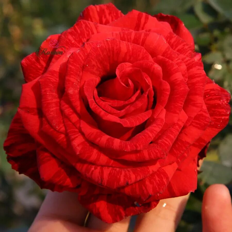 Hoa hồng sọc Red Intuition - Ảnh 4