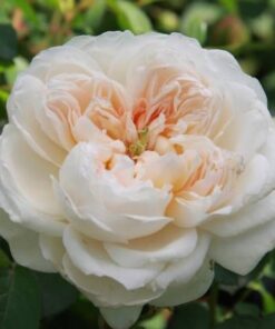 Glamis Castle rose cô nàng hồng trắng David Austin đầy đống danh