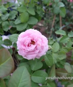 Hoa hồng tím Blue Sky