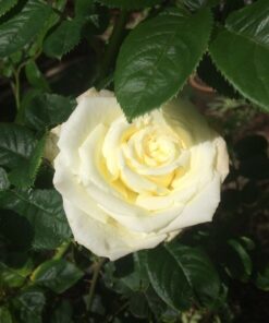 Alternative view of Hoa hồng trắng Pope John Paul rose
