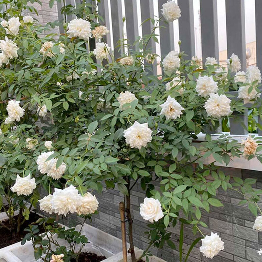 Hoa hồng bạch xếp - Ảnh 2