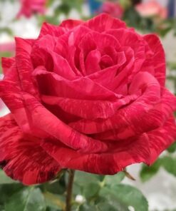 Hoa hồng sọc Red Intuition