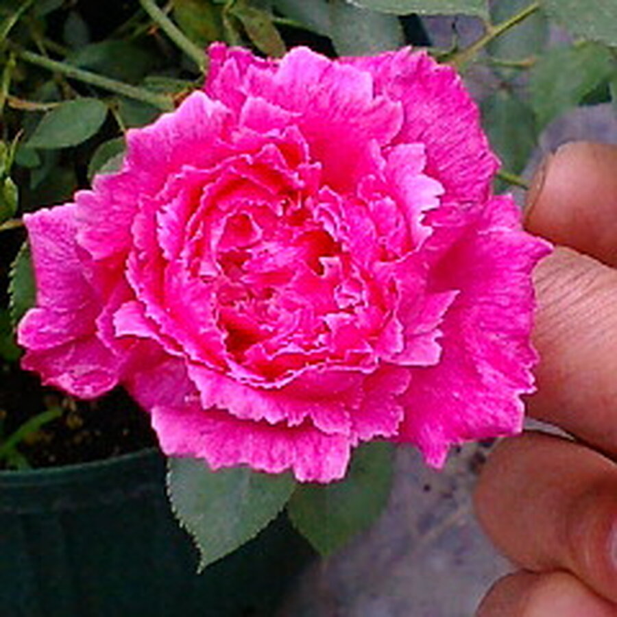 Hoa hồng Ramukan rose - Ảnh 6
