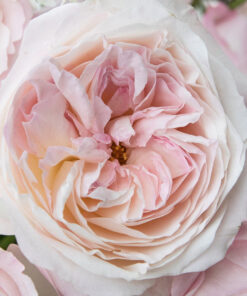 Alternative view of Hoa hồng Keira rose loài hồng cắt cành tuyệt đẹp