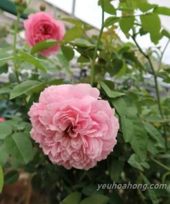 Hoa hồng For Your Home rose