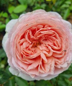 Hoa hồng Abraham Darby