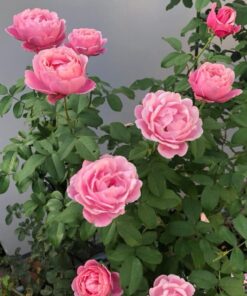 Hoa hồng Soeur Emmanuelle rose