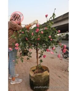 Hoa hồng cổ Sapa thân gỗ