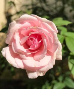 Hồng cổ đào cây bụi