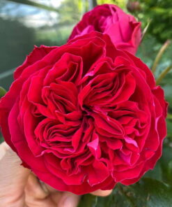 Hoa hồng Kate rose